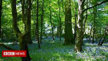 Plans for micro forest as part of Ramsey housing project - BBC News