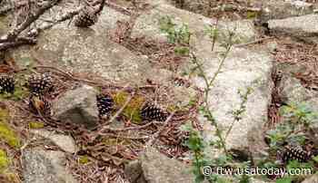 Can you spot and ID the 'slithering critter' in Georgia forest? - For The Win