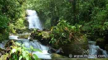 Cornerstone Capital's exploration activities in Ecuador forest halted by Constitutional Court ruling - MINING.COM - MINING.com