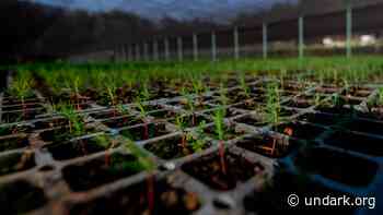 In Mexico, Rebellion Seeds Revival of a Forest — and a Community - Undark Magazine