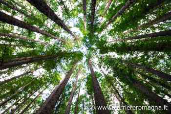 "Alberi in città": Bertinoro sarà un caso pilota in Emilia-Romagna - Corriere Romagna