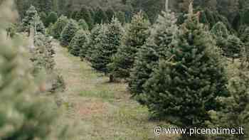 CIA Ascoli-Fermo-Macerata, lieve aumento dei prezzi per alberi e stelle di Natale a causa della siccità - picenotime