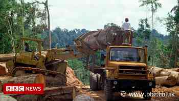 Indonesia's biodiesel drive is leading to deforestation