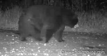 Trail cam captures 'fat' bear in northern Minnesota — and the imagination of viewers
