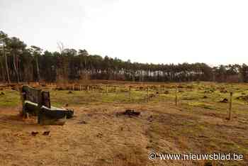 Rijen paaltjes in Belse bossen moeten schapen beschermen