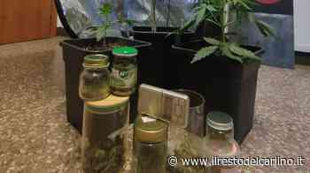 Parma, carabinieri cercano ladri ma trovano serra di marijuana: denunciato 42enne - il Resto del Carlino