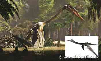 World's largest pterosaur leaped in the air so it could fly, study finds