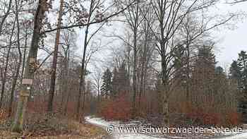 Forst in Jettingen: Viele erntereife Fichten im Gemeindewald