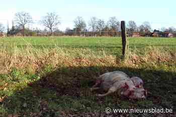 Gemeentebestuur roept veehouders op om dieren te beschermen tegen wolf