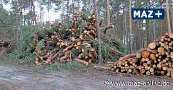 Luckenwalde: Kiefern auf einem Hektar Stadtwald abgeholzt - Märkische Allgemeine Zeitung