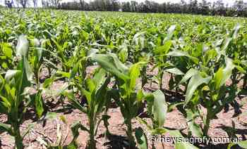 Diciembre arranca con deficiencias hídricas en parte de Buenos Aires, Entre Ríos y Córdoba - Agrofy News