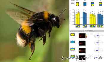 Insects: Bumblebees are 'streetwise' and learn the bare minimum about where to land to find food