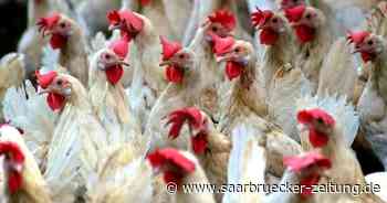 Geflügelpest in Luxemburg: Stallpflicht in Teilen von Merzig-Wadern - Saarbrücker Zeitung