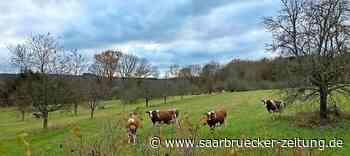 Grüne in Wadern gegen neue Baugebiete auf ökologisch sensiblen Flächen - Saarbrücker Zeitung