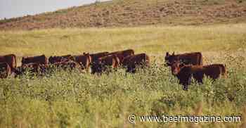 FFAR grant examines pasture and rangeland soil health