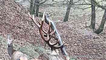 Bad Herrenalber Wildgehege: "Seppl" mit  Ast-Kopfschmuck