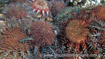 Fish can help ward off starfish outbreaks - Gloucester Advocate