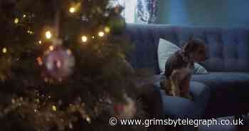 RSPCA launches Christmas appeal warning of the problem of 'pandemic puppies' - Grimsby Live