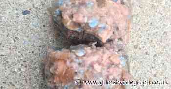 Woman in court for poisoning neighbour's dog with antifreeze - Grimsby Live