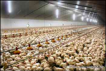 Vogelgriep duikt op in Ravels pluimveebedrijf