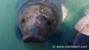 Test Feeding Plan in Works for Starving Florida Manatees