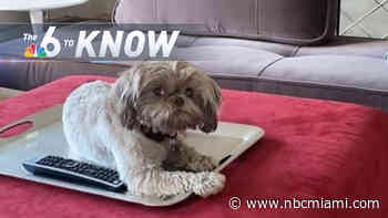 6 to Know: Dog Killed By Another Dog in Local Daycare, Carrie Meek Remembered