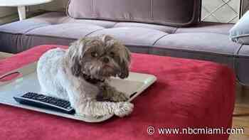 Dog Killed By Another Dog in Fort Lauderdale Doggie Daycare