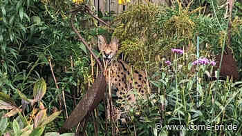 Afrikanische Raubkatze streift durch NRW: Serval in Stadtlohn entdeckt - Meinerzhagener Zeitung