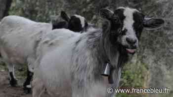 Les deux petites chèvres de Colomars près de Nice ont-elles été tuées par le loup ? - France Bleu