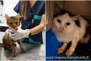 Nice : découverte d'une "maison de l'horreur" remplie de chats à l'agonie, on fait le point - France 3 Régions