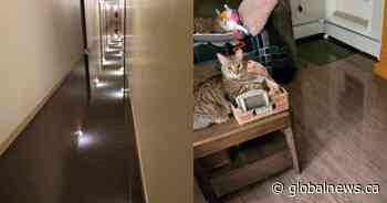 Overnight flood forces out hundreds of southeast Calgary condo residents - Global News