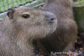 Vermisstes Wasserschwein tot bei Teichen in Limbach-Oberfrohna gefunden - Freie Presse