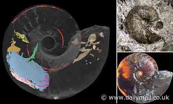 Fossils: First ever 3D visualisation of an ammonite's muscles show how it swam and evaded predators