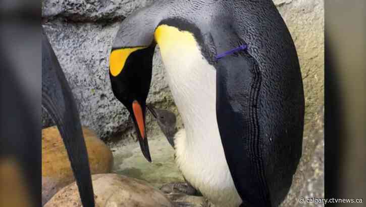 Calgary Zoo announces new king penguin chick