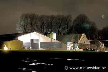 Meer dan 20.000 kippen vergast, boer aangeslagen: “Hopelijk blijf ik het enige slachtoffer van dit virus”