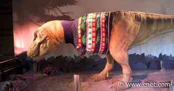 See how a giant T. rex gets fitted for a festive Christmas sweater     - CNET