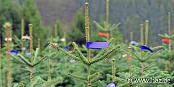 Hemmingen Weihnachtsbaumverkauf : SV Arnum bietet Nordmanntannen an - Hannoversche Allgemeine