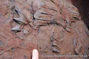 Research paper notes crocodile tracks found near Tumbler Ridge compare to tracks in US - Dawson Creek Mirror