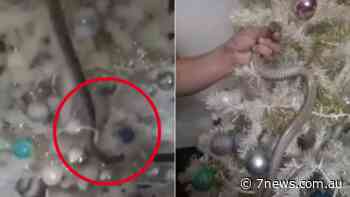 Adelaide family finds snake slithering among Christmas tree after taking it of box in the shed - 7NEWS