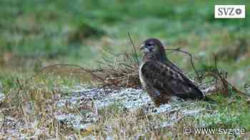 Ludwigslust-Parchim: Bussarde auf Nahrungssuche unterwegs | svz.de - svz – Schweriner Volkszeitung