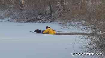 Frewsburg firefighters rescue dog from frigid pond