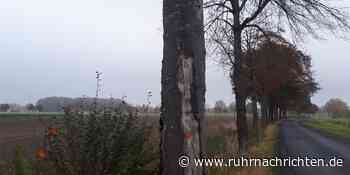Klimaschäden: 26 Buchen an Hegemer Straße in Ascheberg müssen gefällt werden | Ascheberg - Ruhr Nachrichten