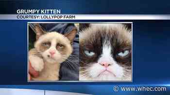 Lollypop Farm may have found the next Grumpy Cat