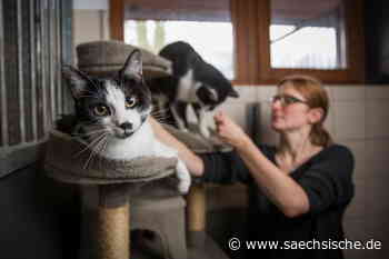 Dresden: Viel Katzenjammer im Dresdner Tierheim - Sächsische.de