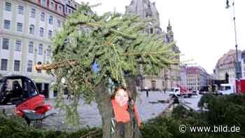 Dresden: 400 Weihnachtsbäume zu verschenken | Regional - BILD