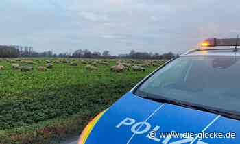 Polizisten hüten 150 entlaufene Schafe in Erwitte - Die Glocke online