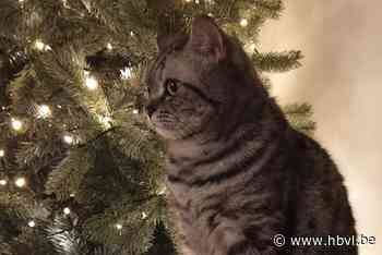 COLUMN Eric Dupain: De kerstboom - Het Belang van Limburg