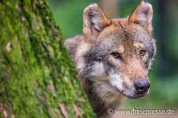 Wolf als Marathonläufer im Vogtland - Freie Presse