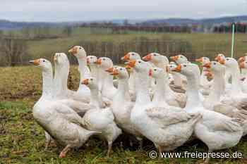 Gänsebraten wird auch im Vogtland teurer - Freie Presse