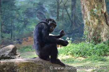 Why Are Chimpanzees and Gorillas Suddenly Going to War?